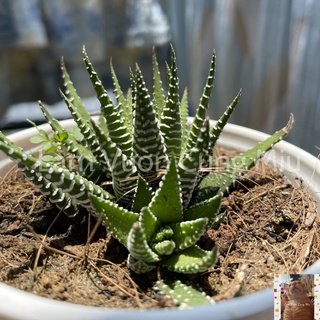 Sen Đá Móng Rồng 🐲🐲🐲 Size Bầu - Trung