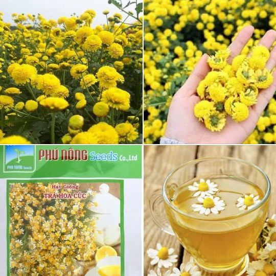 Hạt Giống Trà Hoa Cúc Phú Nông 1 gói 3gr