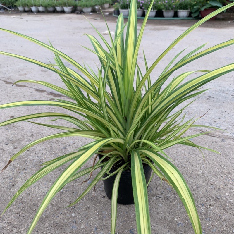 Cây dứa cảnh vàng cao 25cm, nhánh lá xum xuê tươi tốt, rất dễ trồng và chăm sóc, cây cảnh trồng công trình và sân vườn