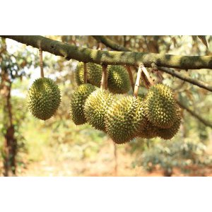 Phân Bón Lá YaraVita BORTRAC 500ml