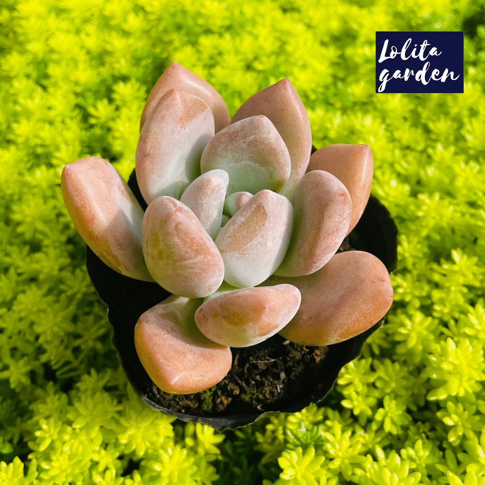 Sen đá sỏi hồng lá dài Đà Lạt size bé cây cảnh trang trí nhà cửa Lolita garden
