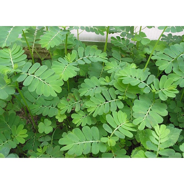 0.5 kg thân lá cây Chó Đẻ Răng Cưa tươi, đóng gói hút ẩm, đảm bảo tươi nguyên
