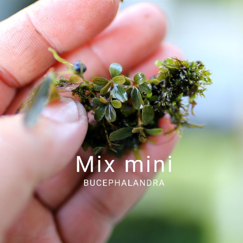 Bucep mix mini | Cây thủy sinh | Hàng ngọn | lá cạn