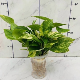 Cây Vạn Niên Thanh Để Bàn ( Sỉ Lẻ )