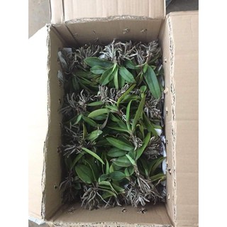 Lan Rừng - Tiểu Hồ Điệp Mini - Cây giống khoẻ, dễ trồng