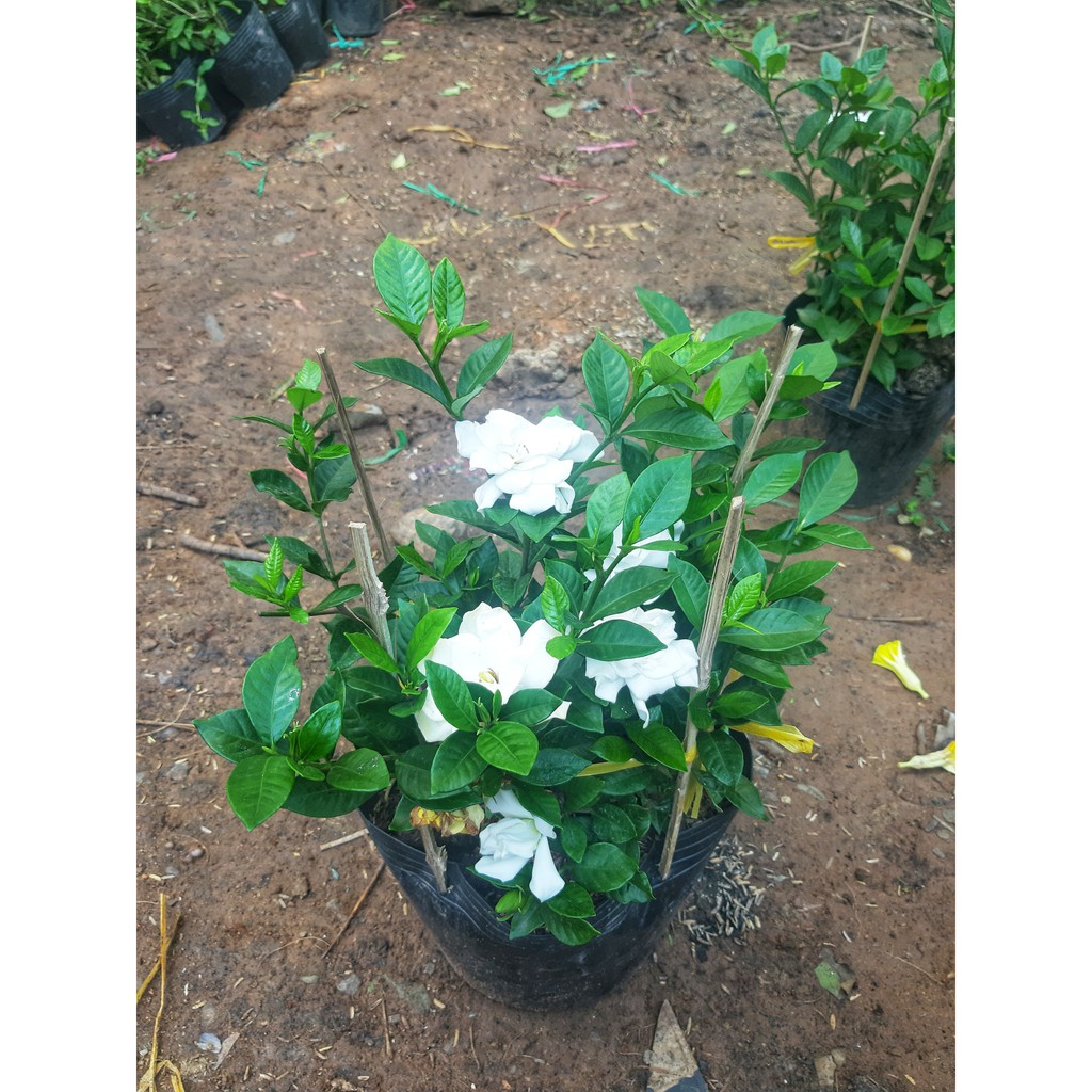 Cây lài tiểu thơ chưa hoa
