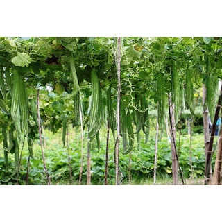 #Hạt_Giống_Mướp_Nhật F1