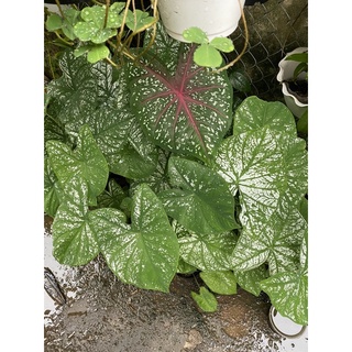 Cây (Môn Giáng Sinh Trắng Caladium white chítmas)
