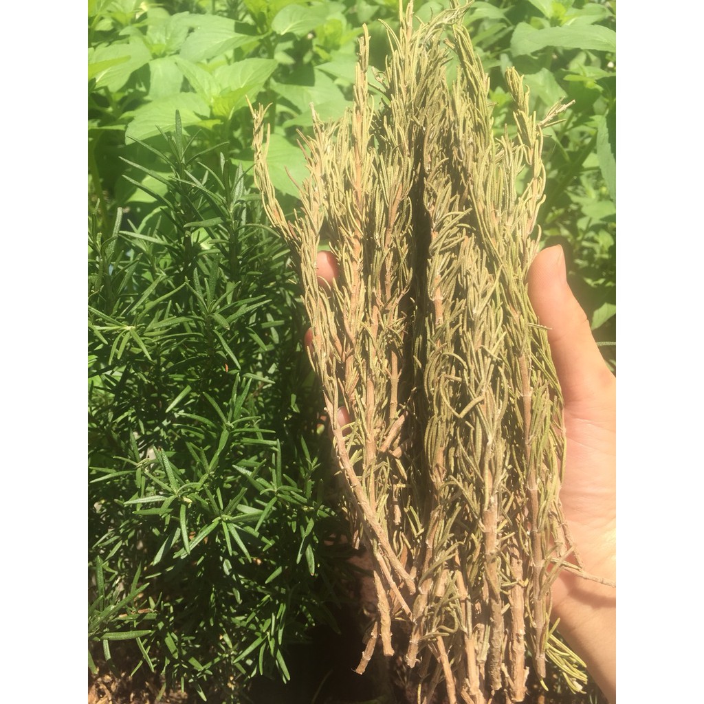 Trà hương thảo- hương thảo sấy khô nguyên cành hữu cơ