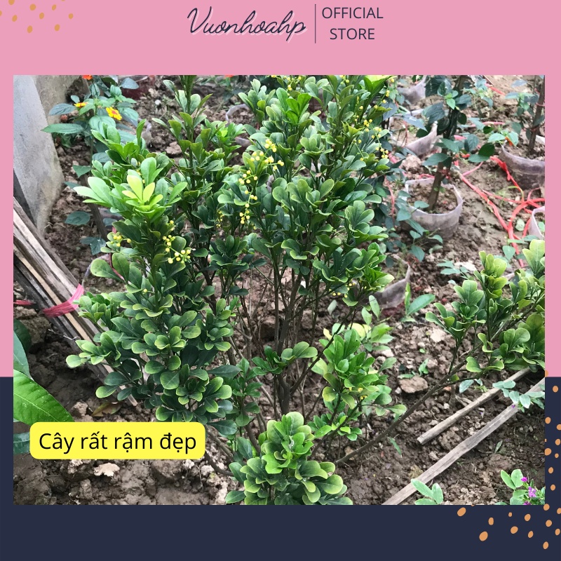 Cây hoa ngâu hoa vàng bụi to cao 50cm, dùng làm trà hoa ngâu, cây trang trí sân vườn, ảnh thật, lỗi 1 đổi 1