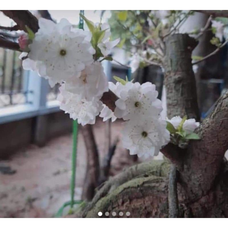Nhất chi mai cây giống