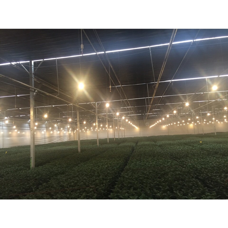 Đèn LED hoa cúc 9W LED HC A60/9W 3000K