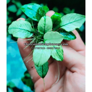 Ráy pinto đức hàng hiếm sưu tầm full lá nước dán đá lũa trang trí hồ cá thuỷ sinh