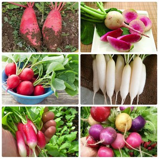 Combo 5 gói hạt giống củ cải các loại ( 5 loại củ cải )