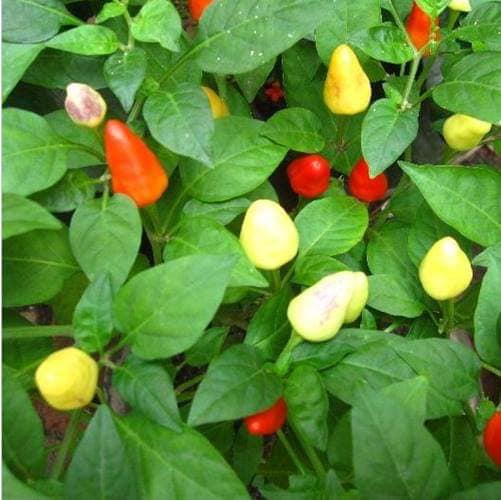 Hạt giống ớt bàn đào mix màu ( ớt trái đào tiên)