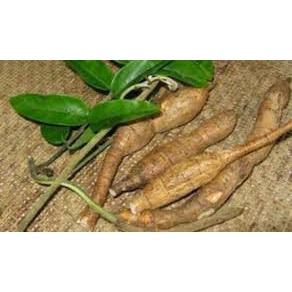 CÂY CÁT SÂM GIỐNG - BÁN SỈ