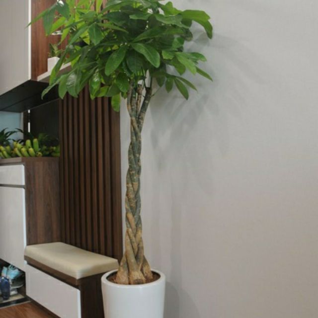 Cây Kim Ngân Thắt Bính ( loại lớn ) 1m5 đến 1m7