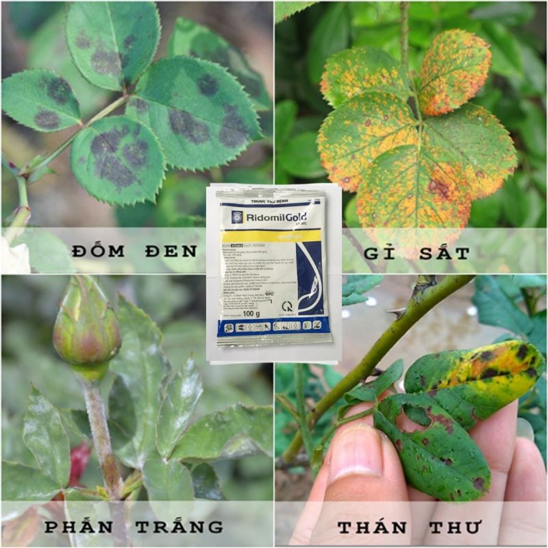 Thuốc trừ nấm bệnh Ridomil Gold 68WG 100g