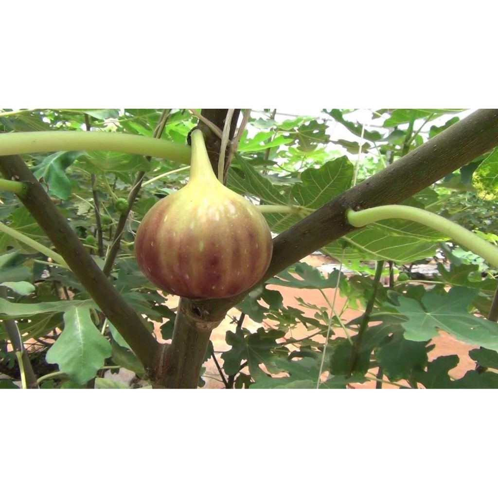 Hạt giống sung Mỹ (sung ngọt) 5 hạt/ gói