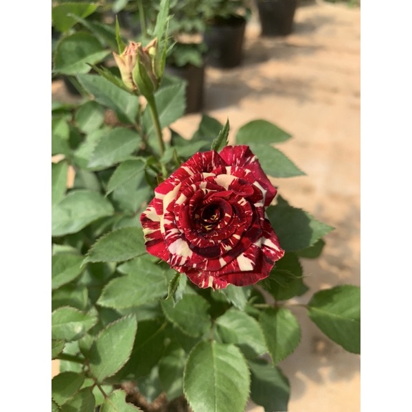 Hoa hồng bụi Abracadabra - cây nguyên chậu