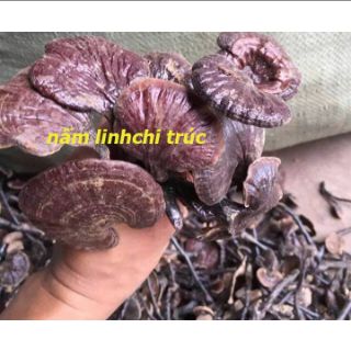 500gr nấm trúc chi rừng ( linh chi cổ cò )