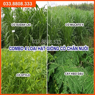 Mua Combo 4 Loại Cỏ Chăn Nuôi Trồng Quanh Năm - Cỏ Sudan Lai  Mulato II  Stylo  Keo Dậu ( mỗi loại 50gram)