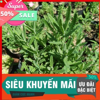 Oải hương lavender dễ trồng, thơm đặc trưng, dễ trồng