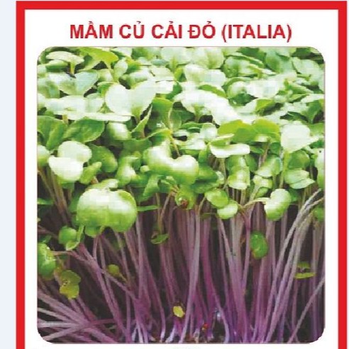 Hạt giống Mầm củ cải đỏ đỏ (50gr)