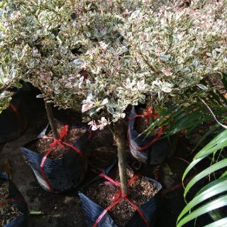 Cây bàng Ruby Nhật Bản