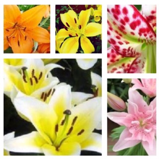 Combo Củ hoa ly lùn trồng chơi tết