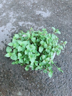 Cây Bạc Hà Doubemint