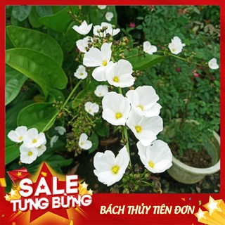 Cây hoa Bách thủy tiên 💥GIÁ SỐC 💥 bách thủy tiên mang ý nghĩa may mắn và thịnh vượng