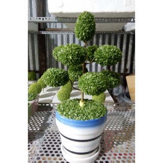 Cỏ may mắn để bàn (Lucky seeds)