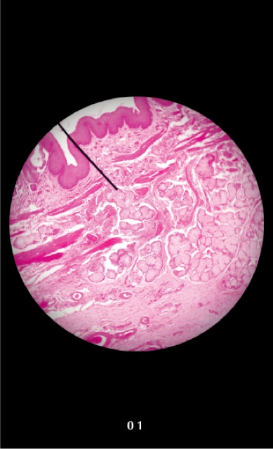 FA mô học// flashcard anatomy mô học