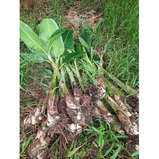 CÂY GIỐNG CHUỐI SÁP NGHỆ