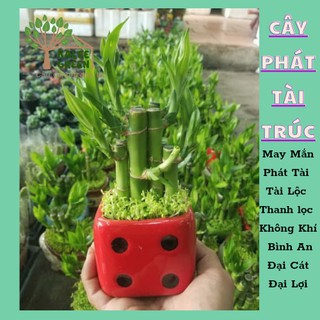 Cây Phát Tài Trúc Có Cỏ(Trúc Phú Quý)Tài Lộc,  Vượng Khí,Gắn Kết Tình Thân | Kalee Green