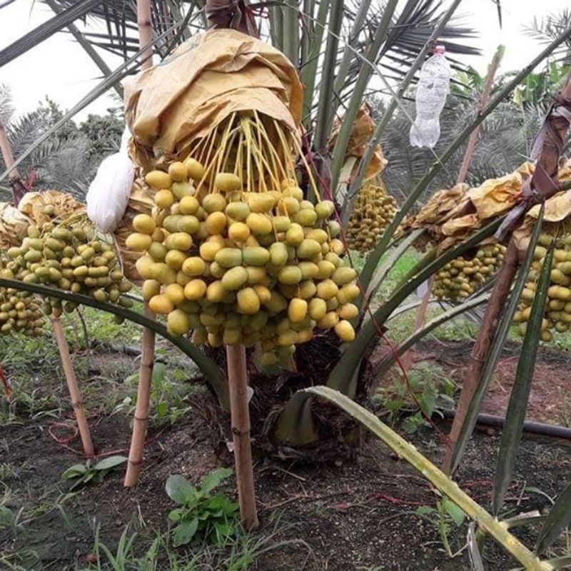 Cây Chà Là Trung Đông