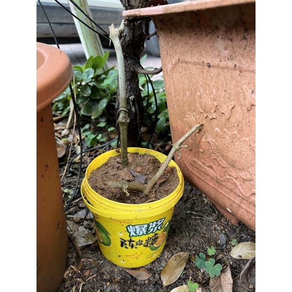 Kẹo dẻo nhân chảy chanh muối hót các loại 250g