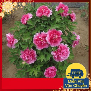 Hạt giống hoa mẫu đơn mix
