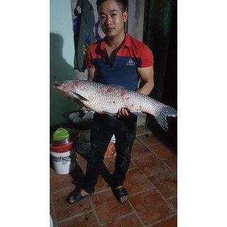 Bài mồi câu lance LK.Hoa