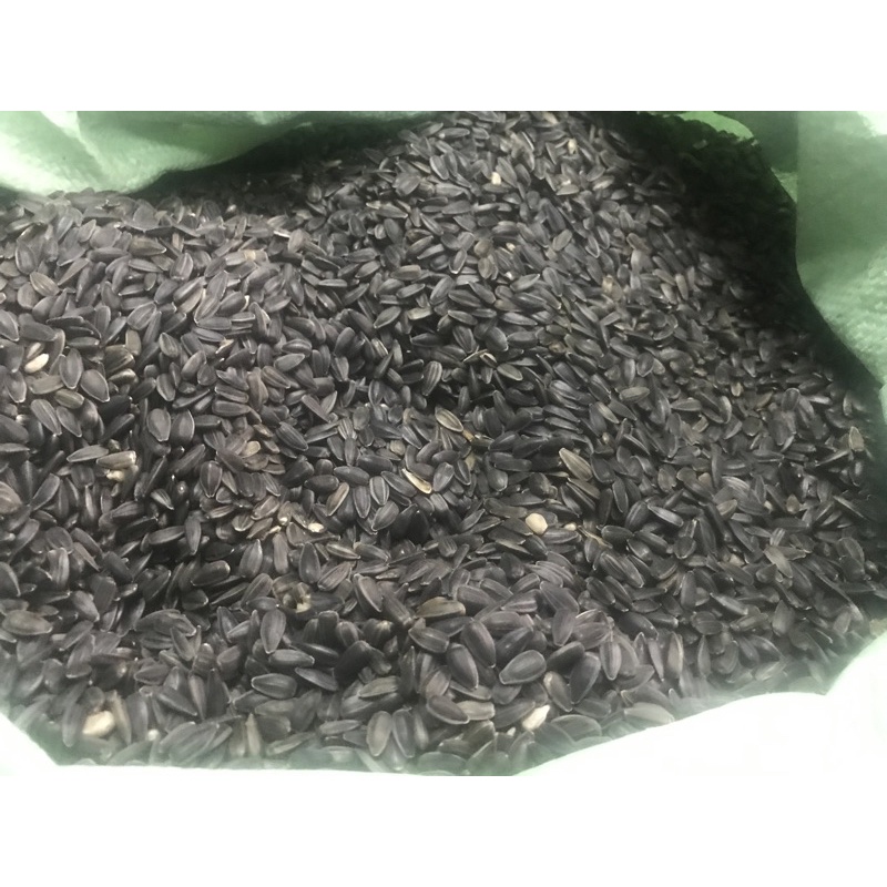 HƯỚNG DƯƠNG ĐEN NHỎ CHO VẸT, COCKATIEL,SUN,LB…