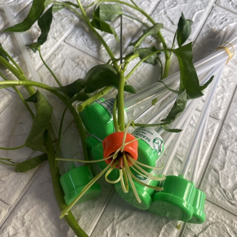 5 cây dao chẻ Rau muống