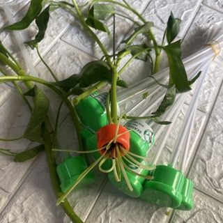 5 cây dao chẻ Rau muống