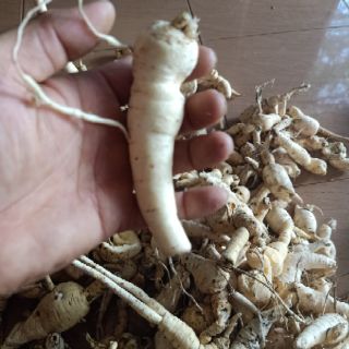 Sâm bố chính . Sâm đất