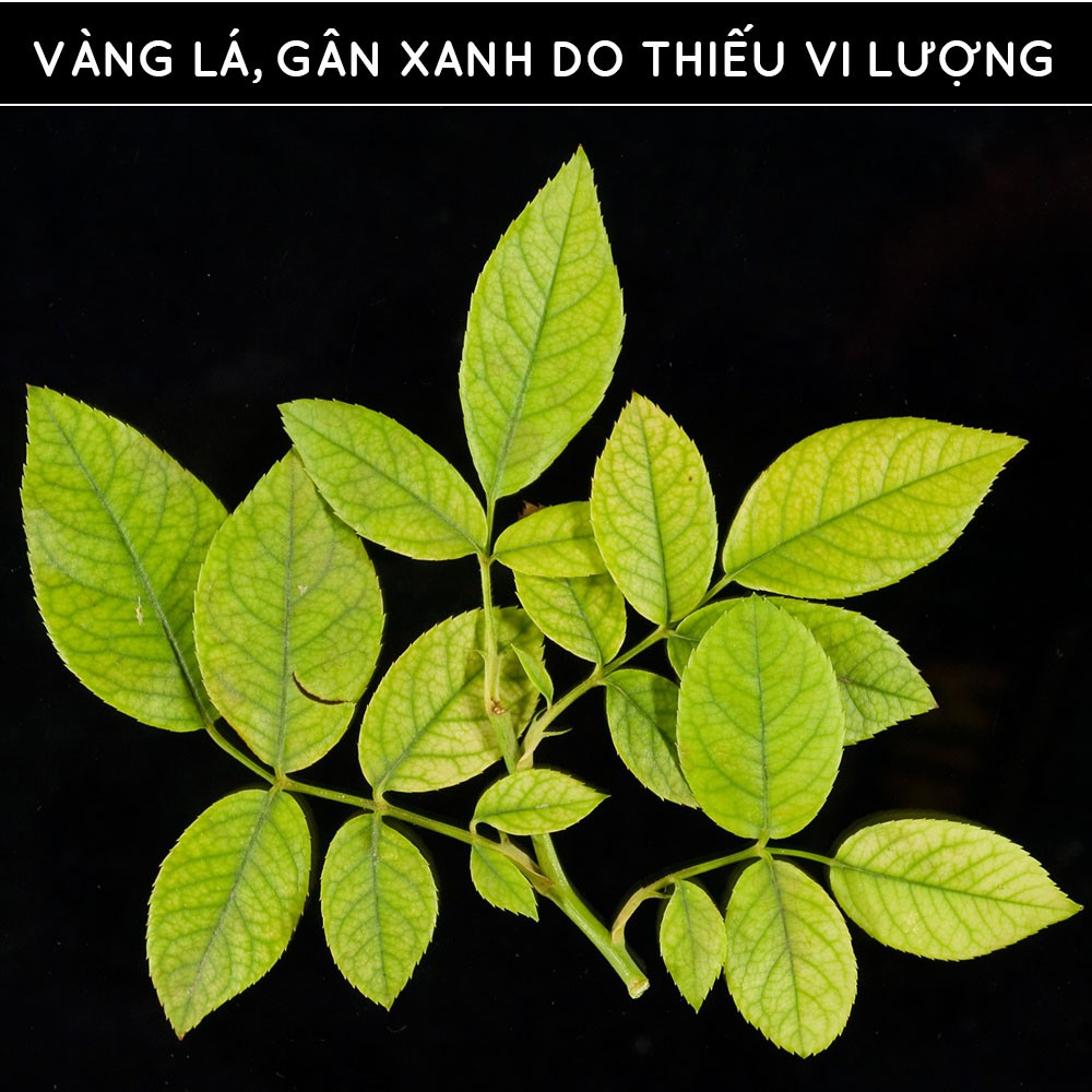 Phân bón vi lượng DOCNEEM trị vàng lá gân xanh, cho hoa hồng, hoa lan, cây cảnh trong nhà và ngoài trời, chai 250ml