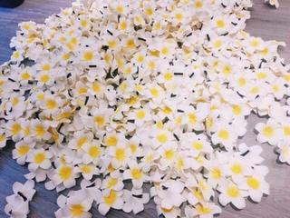 Hoa cài tóc 🌼