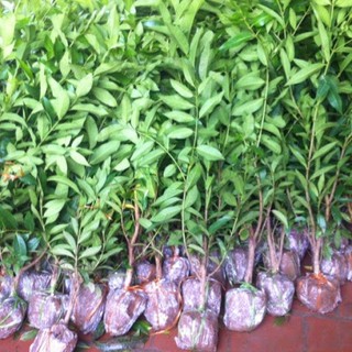 [Hoả tốc HCM] Cây giống vối nếp