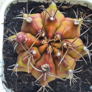 Gymno vàng - Gymnocalycium mihanovichii  (5.1cm - 5.5cm) ( Vườn Xương rồng EXOTICACTUS )