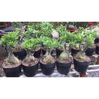 sứ thái ghép thiên hương (gửi cây như hình)