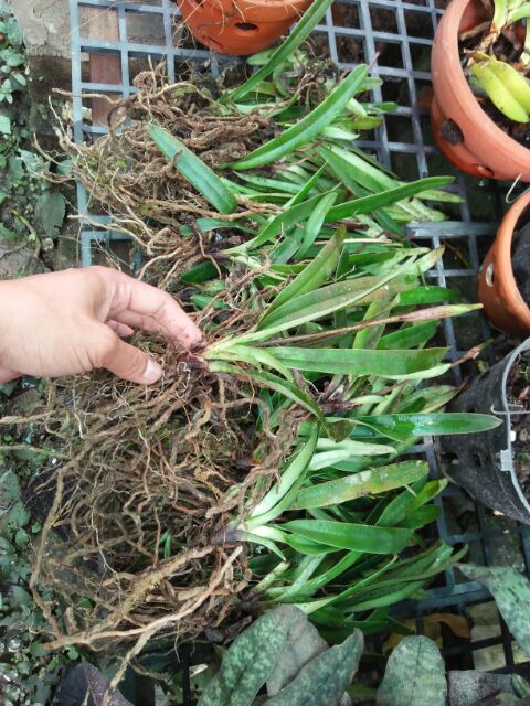 1 cây lan hài Henry chưa hoa